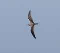 Cook's Petrel